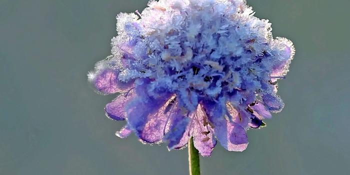 2283x1763 3083914 atmosphere, background, blue, cold, crystal, flower, frost