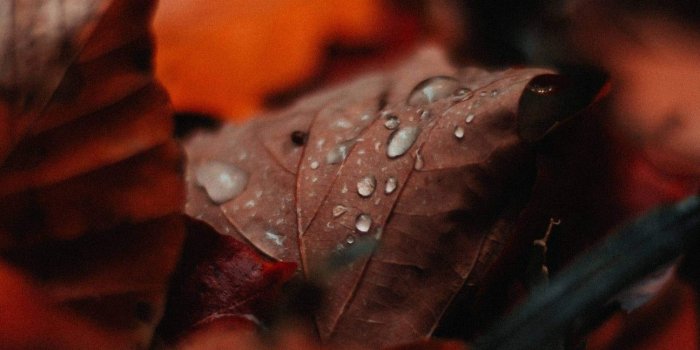 1296x2592 Iyan Sofyan on Flowers + in 2019 | Android wallpaper blur