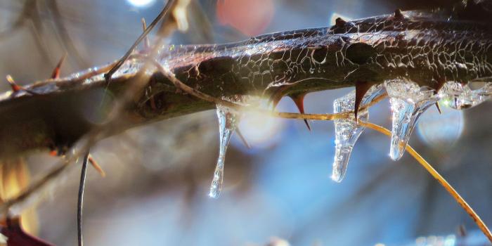 3459x2299 Winter: Ice Crystals Nature Drops Icicles Limb Winter Frozen Signs