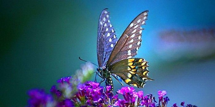 1024x768 Butterfly Desktop Wallpapers - Top Free Butterfly Desktop