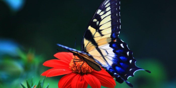 1200x800 Butterfly Desktop Backgrounds