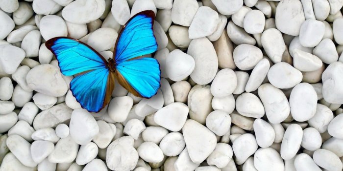 1920x1080 68+ Butterfly Desktop Wallpapers on WallpaperPlay