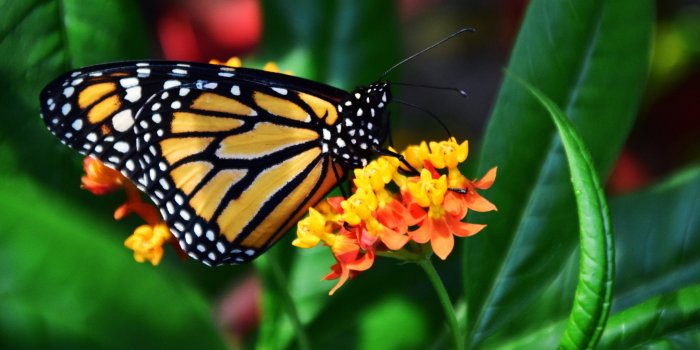 3840x2160 Monarch Butterfly Wallpaper - iPhone, Android & Desktop Backgrounds