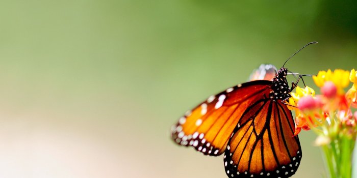 1920x1080 Butterfly Desktop Wallpaper (62+ images)