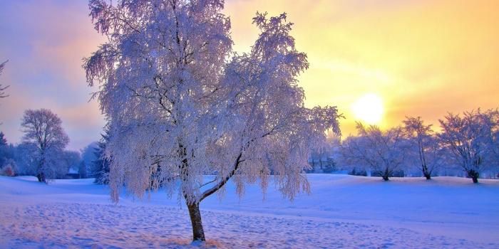 1920x1080 Landscapes trees winter snow sunset sunrise hdr wallpaper