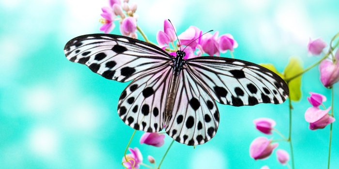 2560x1600 68+ Butterfly Desktop Wallpapers on WallpaperPlay