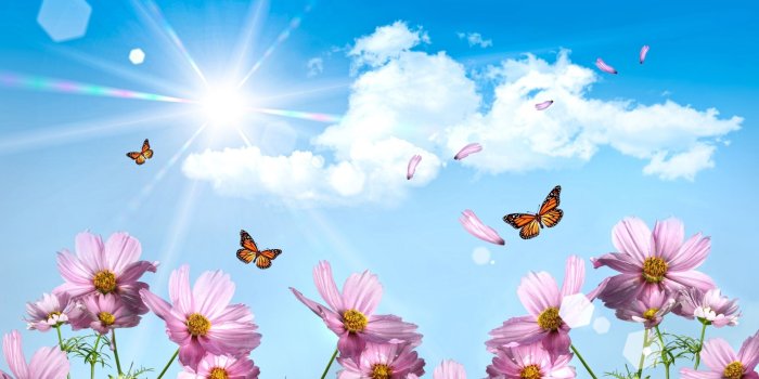 2560x1600 68+ Butterfly Desktop Wallpapers on WallpaperPlay