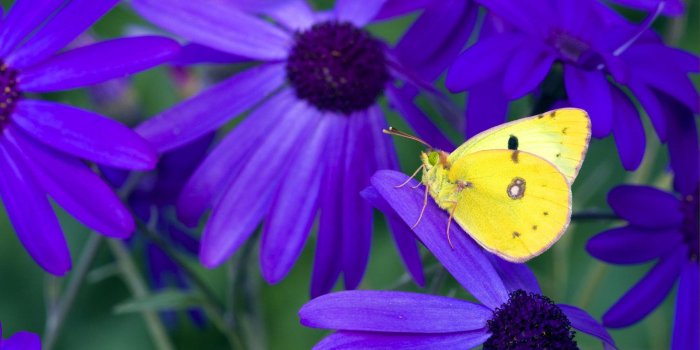 1920x1200 388786 1920x1200 butterfly desktop wallpaper hd wallpapers | Other