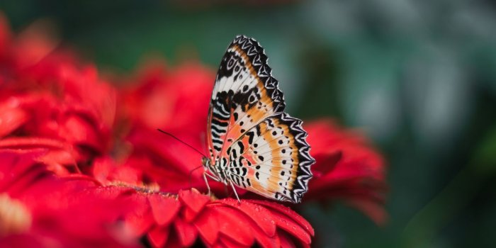 1125x750 Monarch butterfly Desktop Wallpaper Insect High-definition