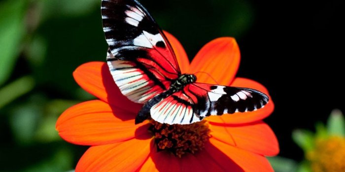1600x1200 Clovisso Wallpaper Gallery: Butterfly Desktop Backgrounds