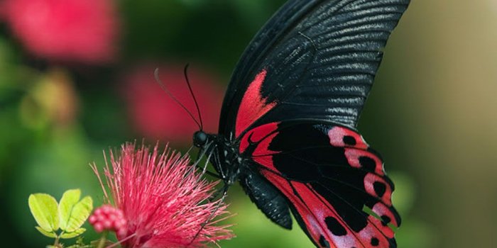 1024x768 16725 hd butterfly desktop wallpaper