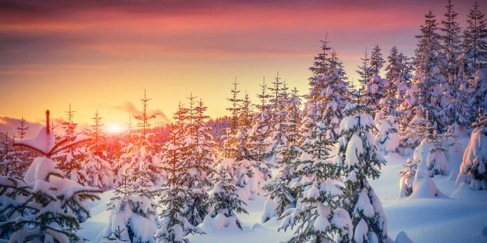 5616x3744 103117 #8k, #4k wallpaper, #5k, #Pines, #snow, #sunset, #winter