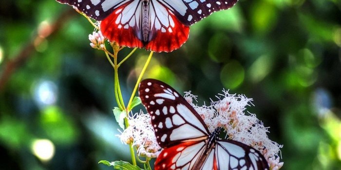 2560x1600 1795 butterfly desktop wallpaper free download | Butterfly hd