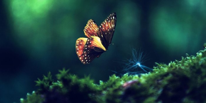 1920x1080 Download full hd 1080p Butterfly desktop wallpaper ID:167530 for free
