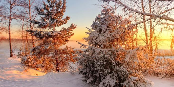 1920x1200 Wallpaper Winter, trees, snow, sunset 1920x1200 HD Picture, Image