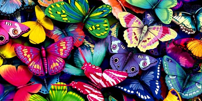 1440x819 Blue Butterfly Hd Wallpaper For Desktop | Wallpapers 1080p
