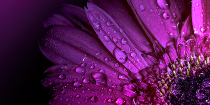 2560x1600 Wallpaper Purple gerbera, water drops, petals 2880x1800 HD Picture