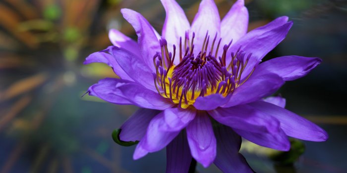 3554x1999 Purple Water Lily ❤ 4K HD Desktop Wallpaper for 4K Ultra HD TV
