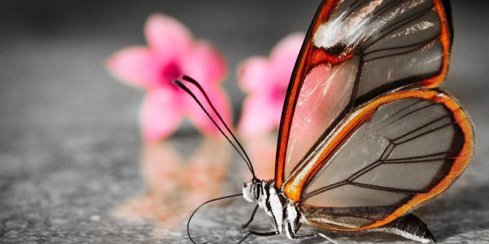 1920x1200 Butterfly desktop wallpaper - SF Wallpaper