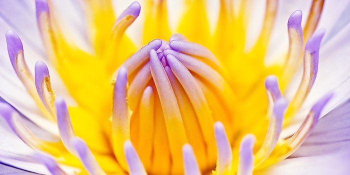 1920x1200 Purple Water Lily HD desktop wallpaper : Widescreen : High