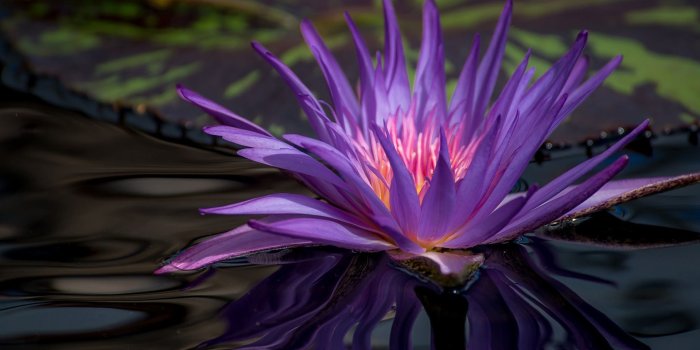 1920x1440 Wallpaper Purple water lily, flower in pond 1920x1440 HD Picture, Image