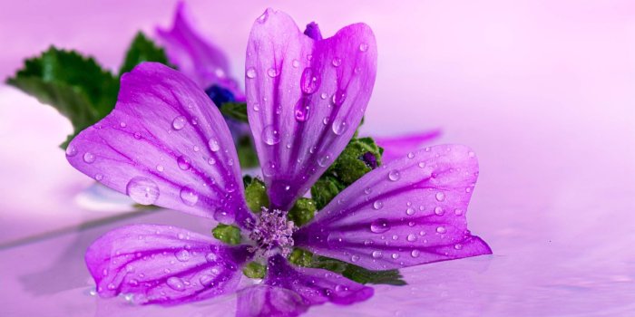 1920x1080 Beautiful Purple Flower Close Up Water Drops Wallpaper - Wallpaper