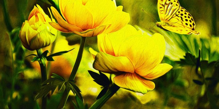 2048x1448 388887 butterfly wallpaper desktop backgrounds | Other | Tokkoro.com