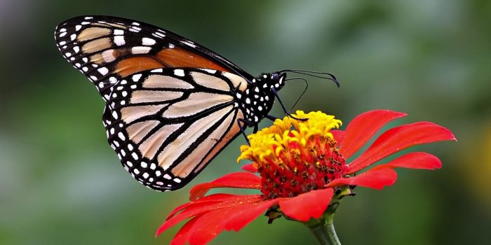 1920x1080 Butterfly Pictures Desktop Backgrounds HD | 2019 Cute Wallpapers