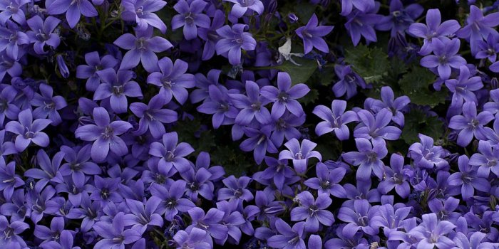 1800x1200 Small Purple Water lily | HD Flowers Wallpapers for Mobile and Desktop