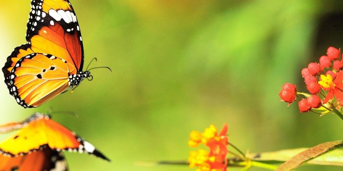 1920x1080 Butterfly Computer Wallpaper ·① WallpaperTag