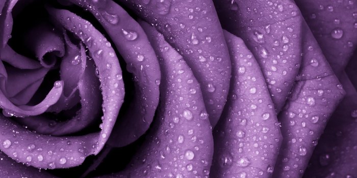 2560x1600 2963459 purple rose nature closeup rain flowers water drops macro