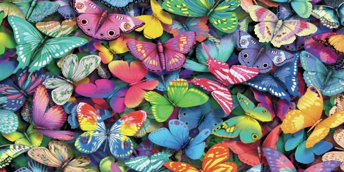 1440x900 Hd butterfly desktop backgrounds