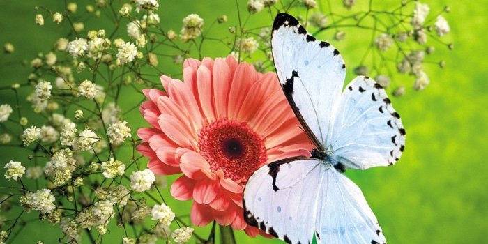 1024x768 Butterfly Wallpaper - Wallpapers Browse