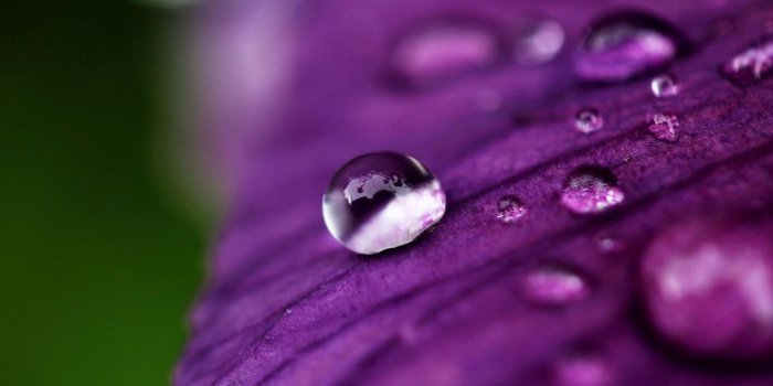 1332x850 Wallpaper purple, water, macro, flowers, Rosa, background