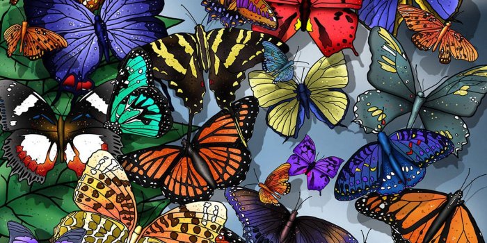 1920x1080 Butterfly Desktop Backgrounds | 2019 Live Wallpaper HD