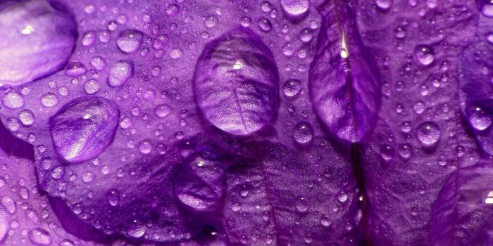 1920x1200 Purple Nature Wallpaper (44+ images)