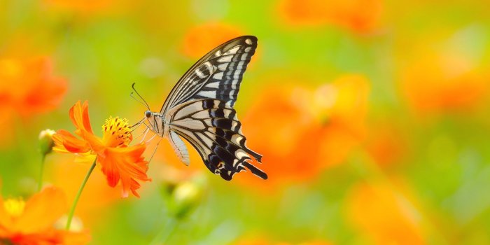 1920x1080 Butterfly Free HD Wallpapers Images Backgrounds