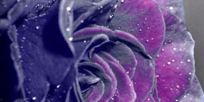 1080x1920 Violet Rose Wallpapers (58+ background pictures)