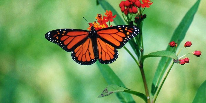 1600x1200 Butterfly Desktop Wallpapers - Top Wallpaper Desktop