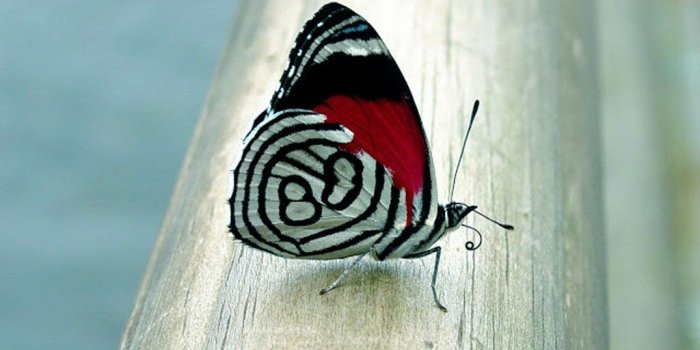 1024x768 Butterfly Desktop Wallpaper Hd - Moving Butterfly (#817603) - HD