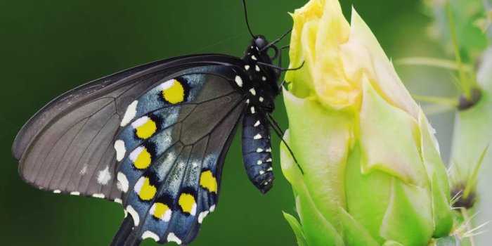 1920x1080 Nice Butterfly Wallpapers (40 images) - WallpaperBoat