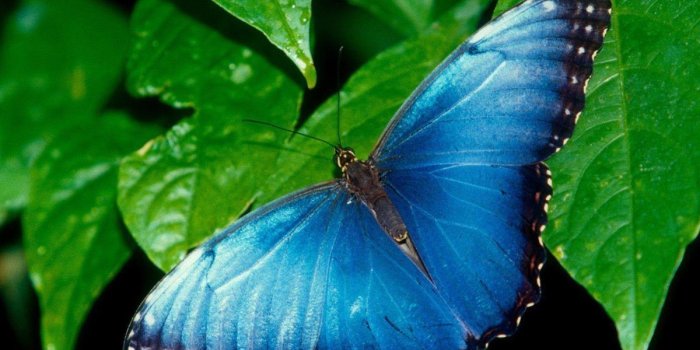 1200x900 Butterfly Desktop Wallpaper | Butterfly Desktop Images | New