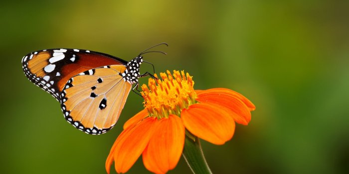 2048x1365 Cute Butterfly Desktop Wallpapers - inn.spb.ru - ghibli wallpapers