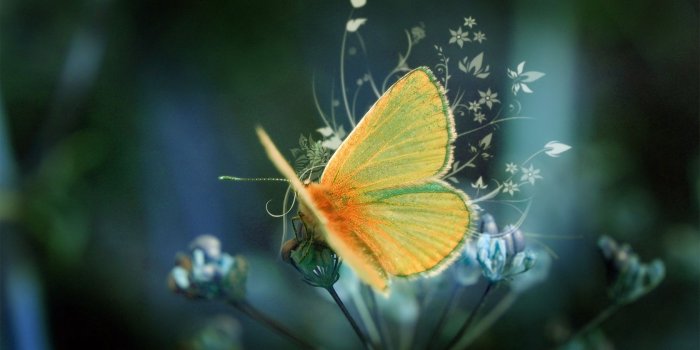 1680x1050 Beautiful Butterfly Desktop Wallpaper #6548 - Ongur