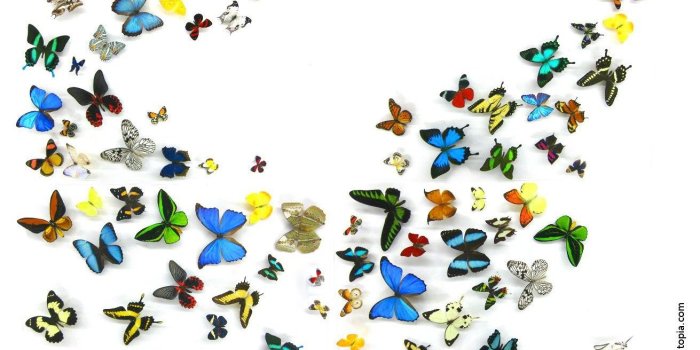 1311x886 Butterflies desktop wallpaper Gallery