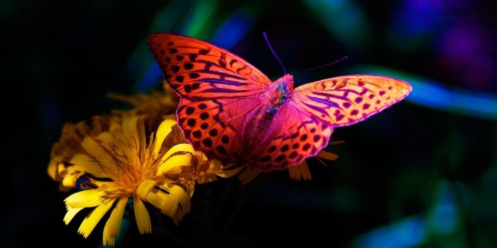 1920x1080 Butterfly Computer Wallpapers (59+ background pictures)