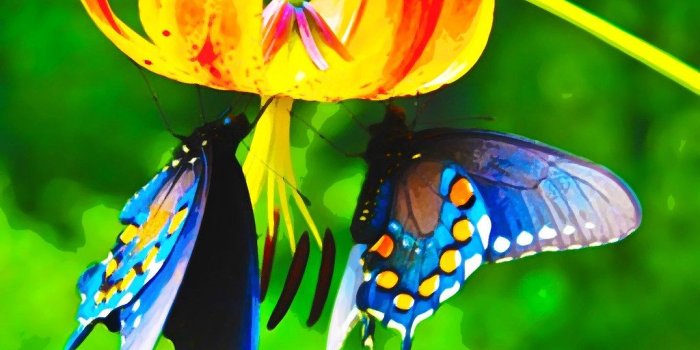 1024x768 Beautiful Butterfly Desktop Wallpaper | Beautiful Butterfly …