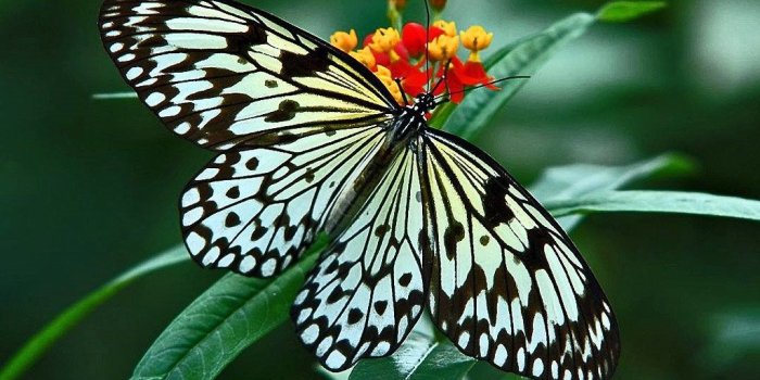 1024x768 Nature Butterfly Desktop Wallpapers Desktop Background