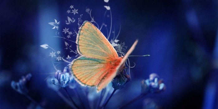 1920x1080 Butterfly Desktop Wallpaper (55+) - HD Nice Wallpapers