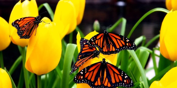 1920x1080 Butterfly wallpapers 1920x1080 Full HD (1080p) desktop backgrounds